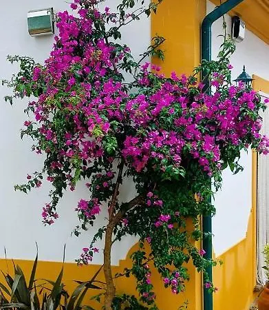 Quinta Do Feonix Martinchel