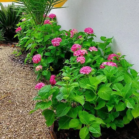 Quinta Do Feonix * Martinchel