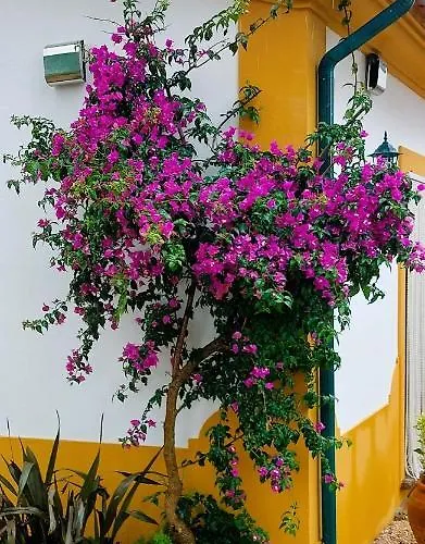 Quinta Do Feonix Martinchel